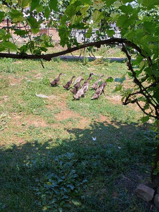 Rațe indiene, alergatoare