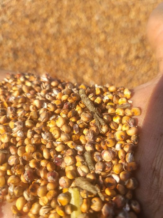 Vand sorg productie 2025