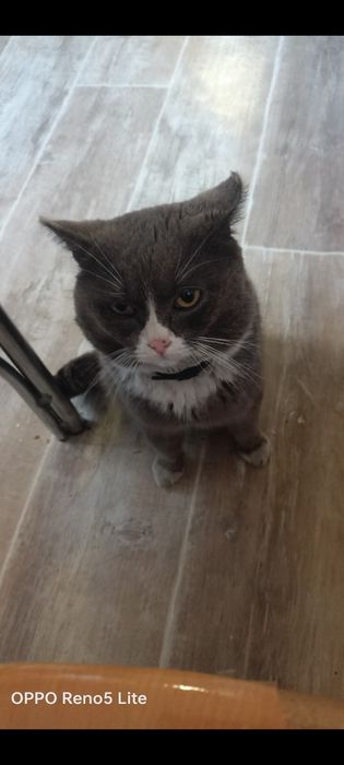 Отдам в добрые руки