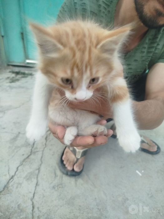 Отдам даром котят