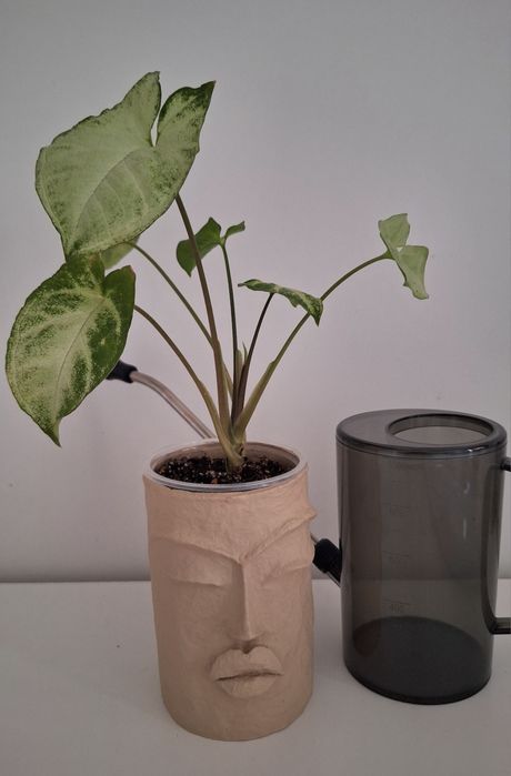 Комнатные цветы: сингониумы