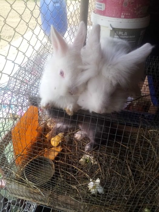 Vând iepuri rasele gat de leu și uriaș de transilvania