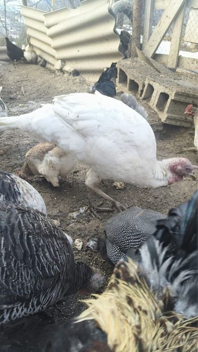 Продам индюков в Бостандыкском районе.