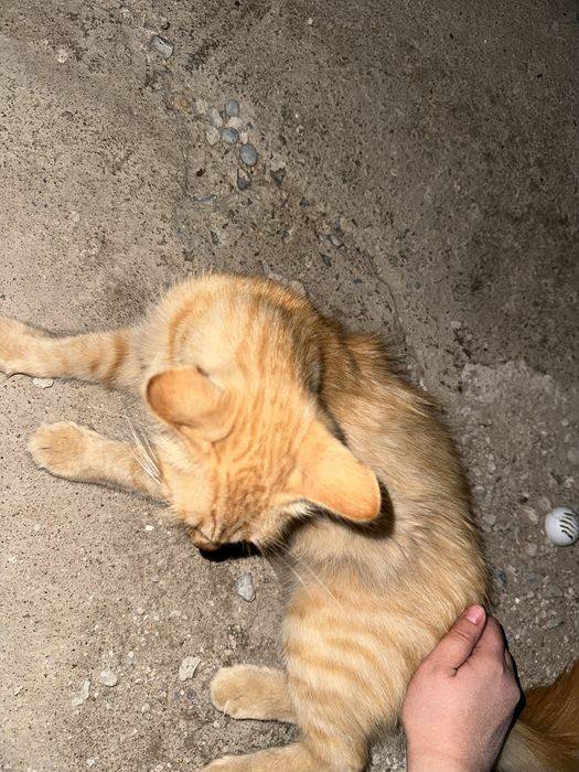 Отдам кота в хорошие руки