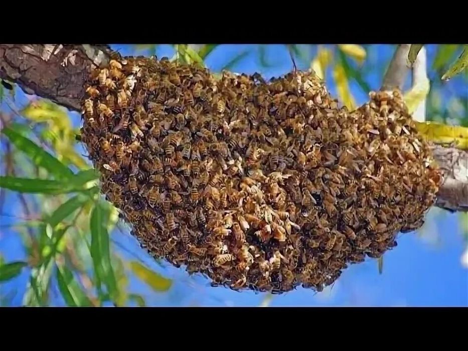 Рой. Пчелы. На вашем участке