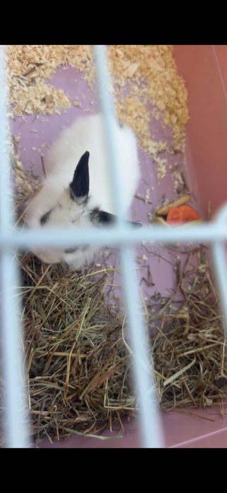 Срочно продам декоративного кролика