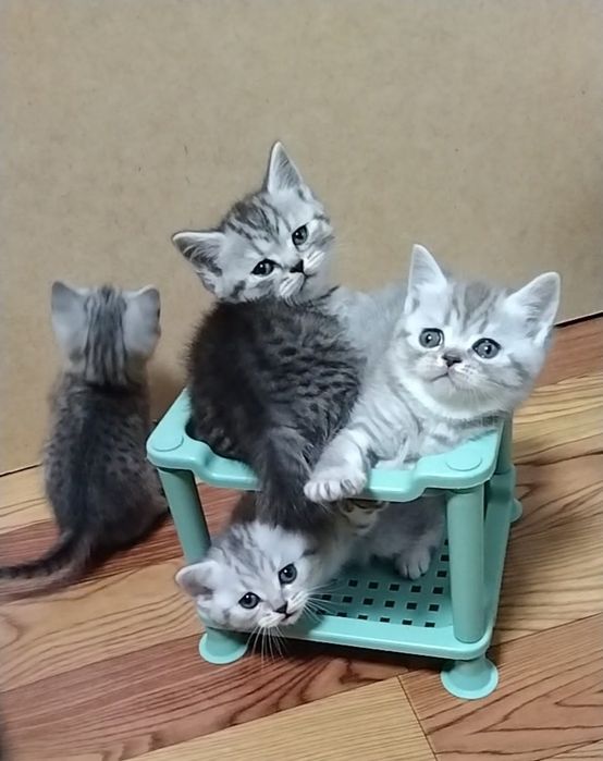 Шотландские Скоттиш страйт.