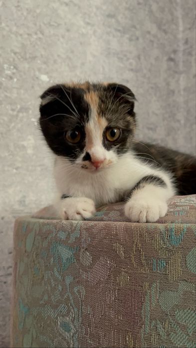 Котенок Scotish Fold