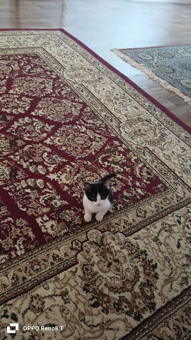 Котёнок 2 месячный