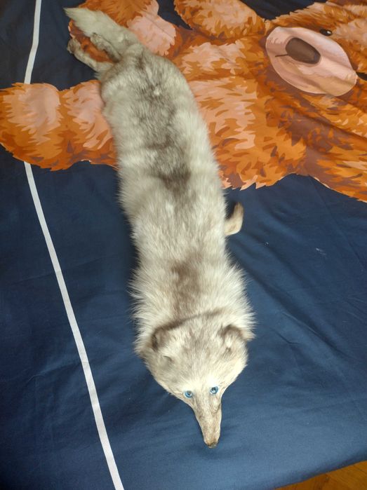 Шал от бяла лисица