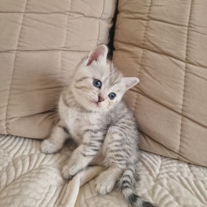 Котята котята котята