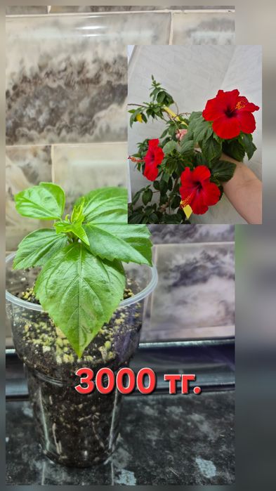 Домашние цветы и отростки