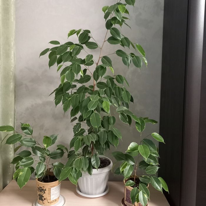 Продам комнатные растения