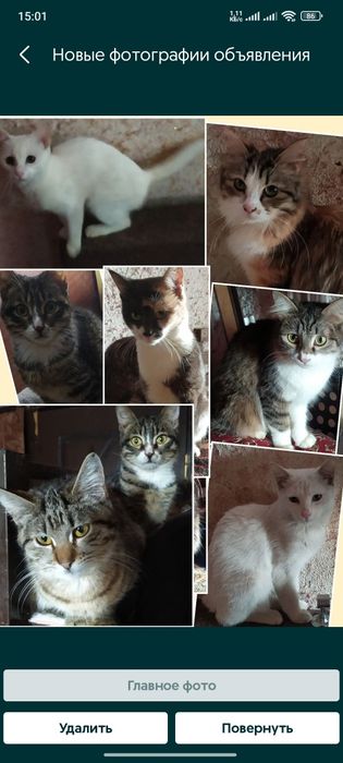 .Бесплатно кошки, коты.