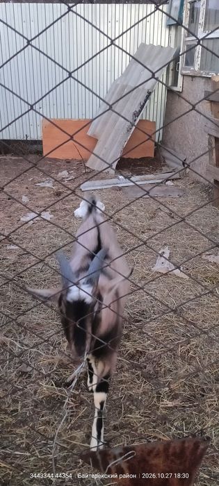 Продам или обменяю козла