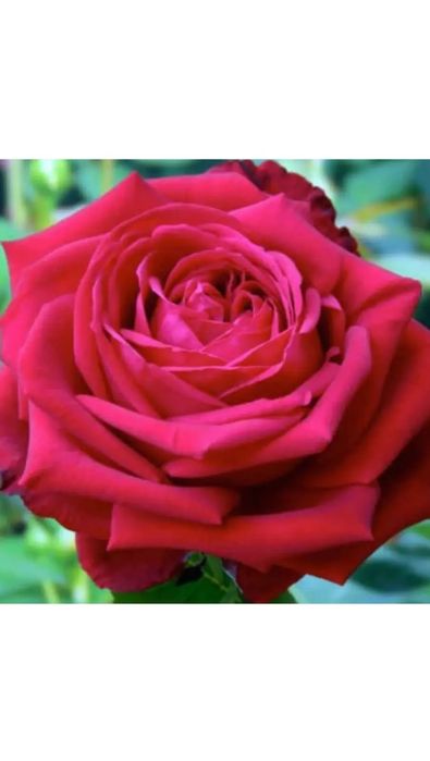 Роза кошеттербар