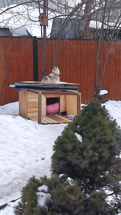 Собака молодая Хаски