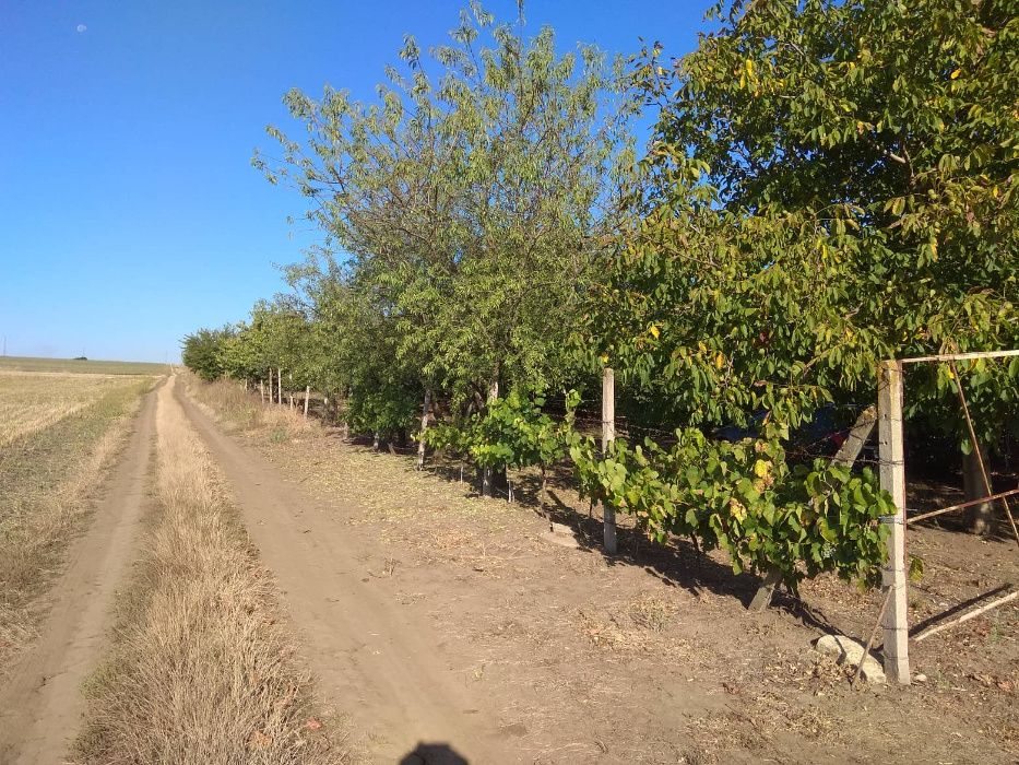 Продава се Земеделски имот в Шумен, Център -  кв.м за 3060 €/дка - Снимка #7