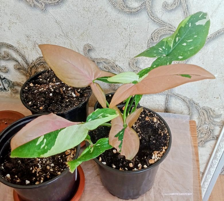 Продам комнатные цветы