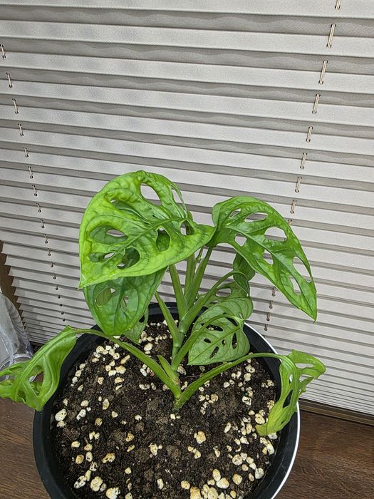 Monster adansonii mashka guli