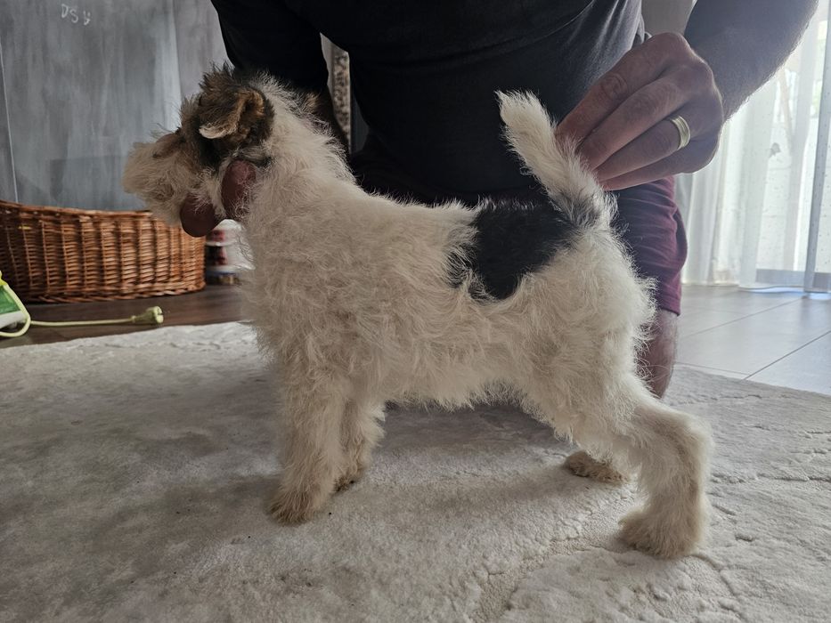 Fox terrier sarmos