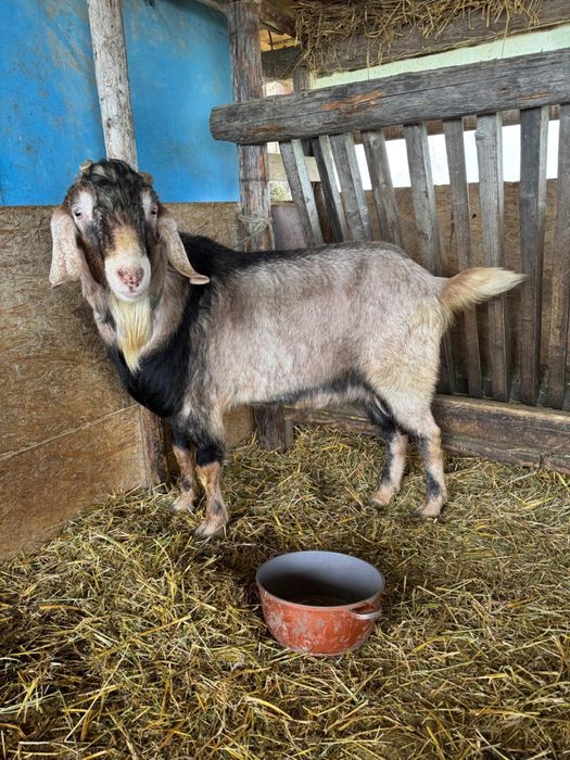 Vand tap pentru reproducere