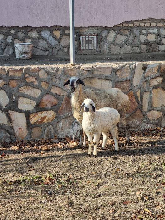 Ona bola Qo‘y sotiladi