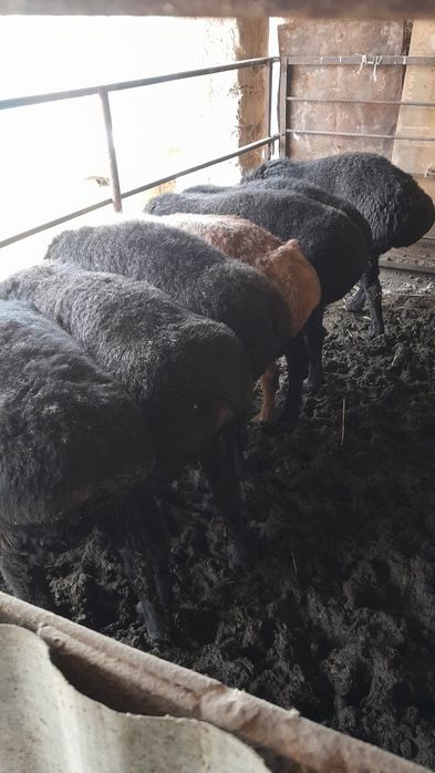 Qo'chqorlar sotiladi