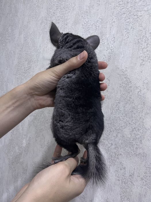 Шиншилла мальчик