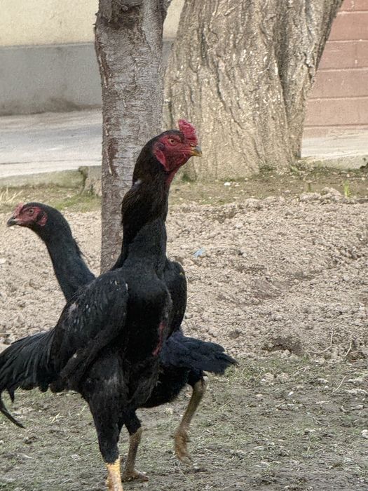 Bobo joja aprel da chqan