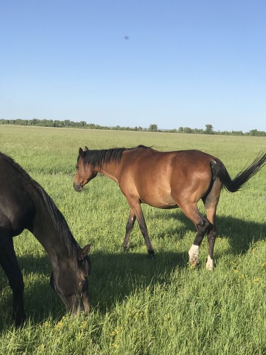 Продам кобылу жеребую