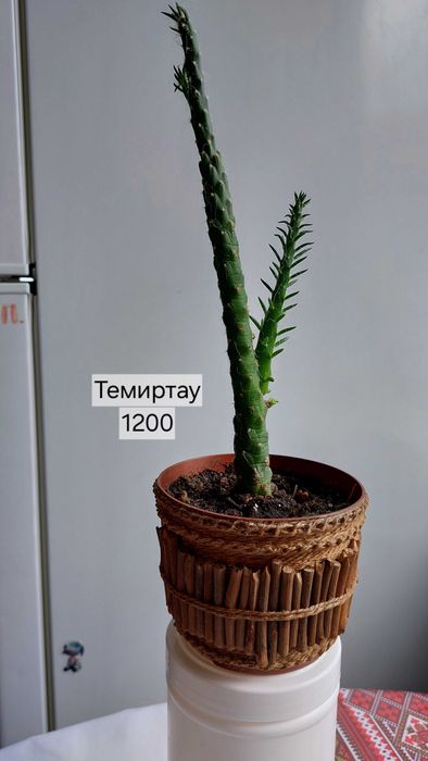 Комнатные растения