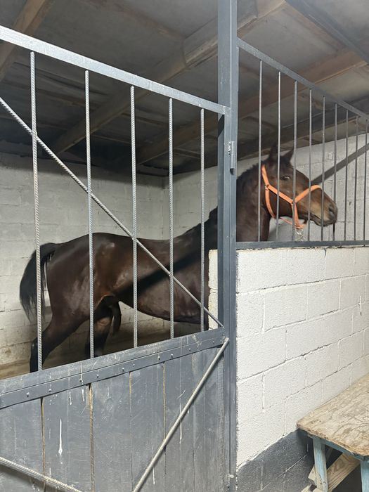 Жеребец американец