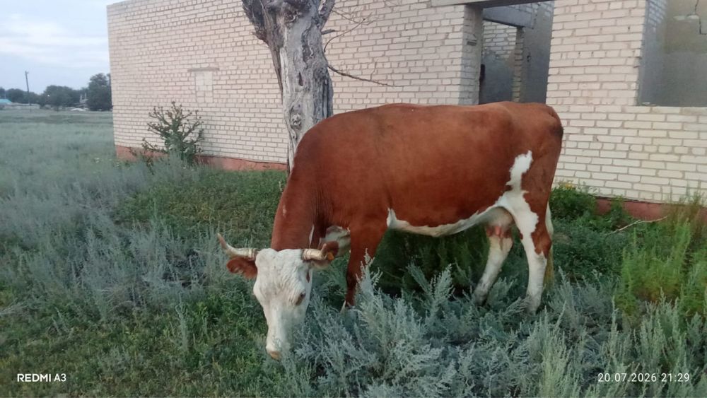 Продам. Корову с теленком
