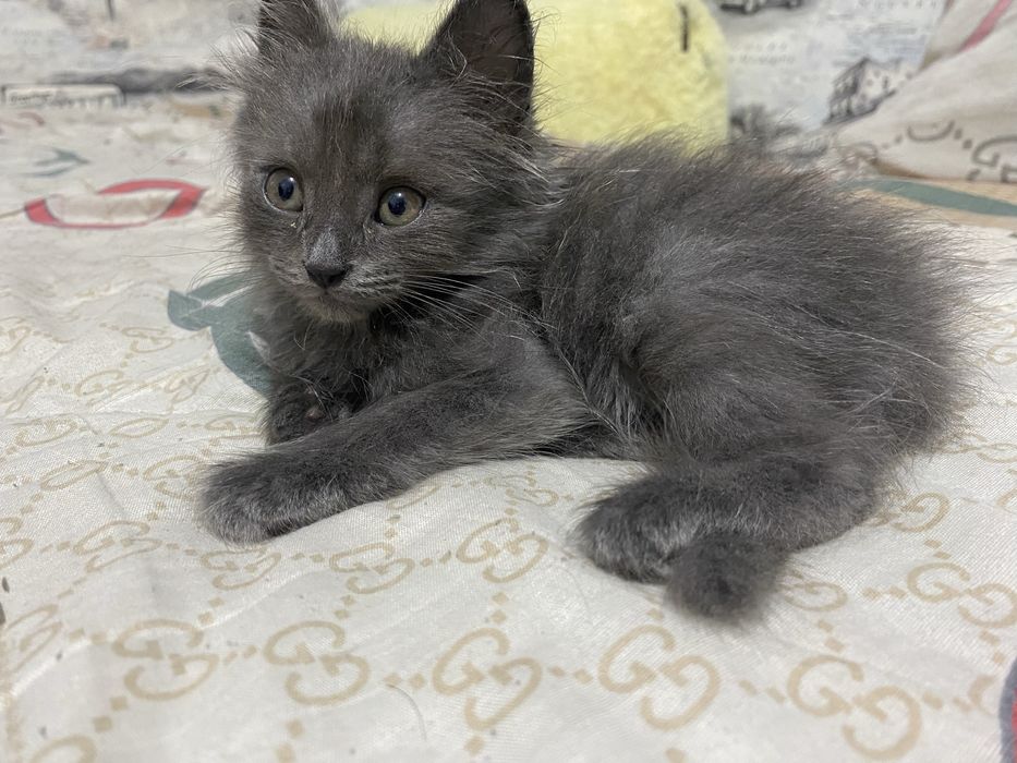 Котята шиншилы 2 шт серый и рыжий