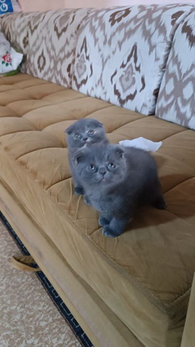 Продам срочно котят породы Scottish fold от правильной вязки..