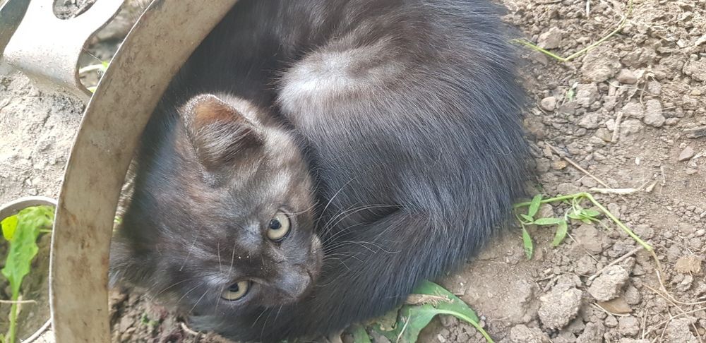 Продам породистого котика!
