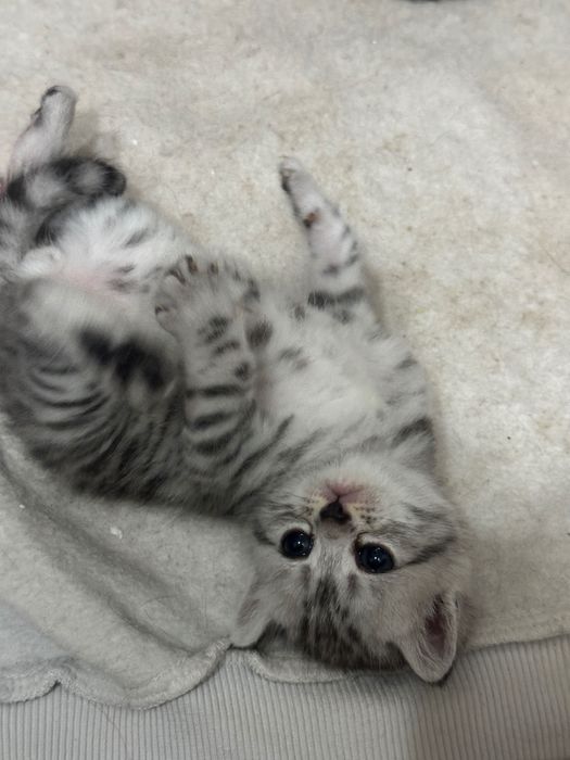 Продам котенка. 25 000