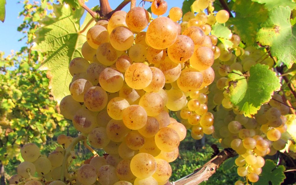 Struguri de vin.