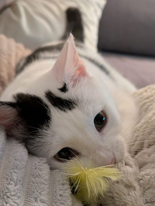 Muna cauta domiciliu permanent - Adoptie