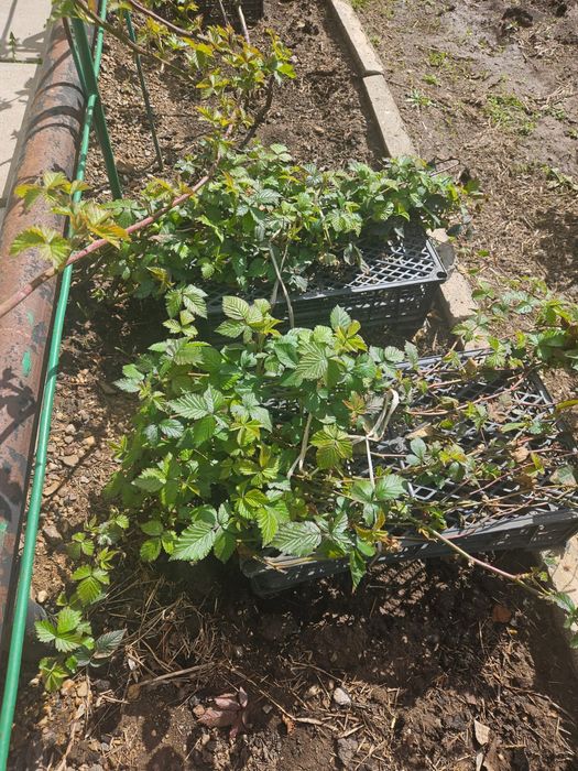 Продам саженцы ежевики.