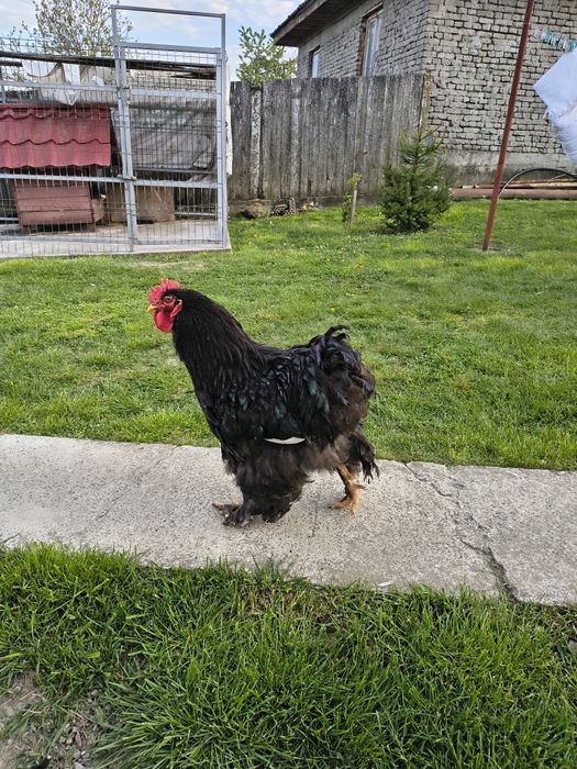 Vând cocos conchinchina urias