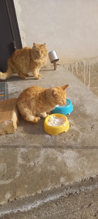 Кошки мышеловки отдаю