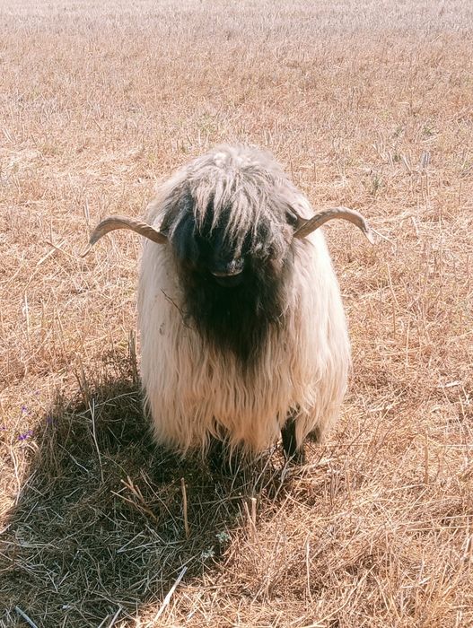 Berbec de vânzare