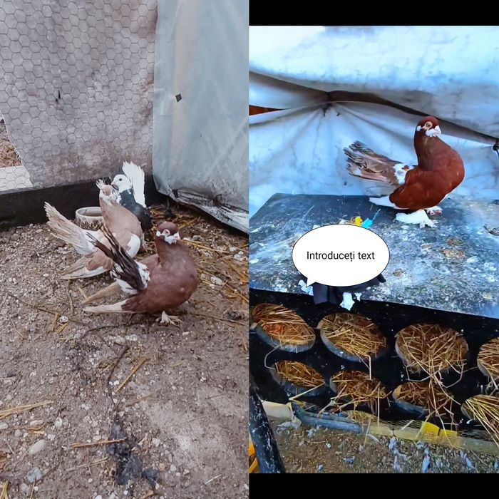 Porumbeii Volga+ un pui