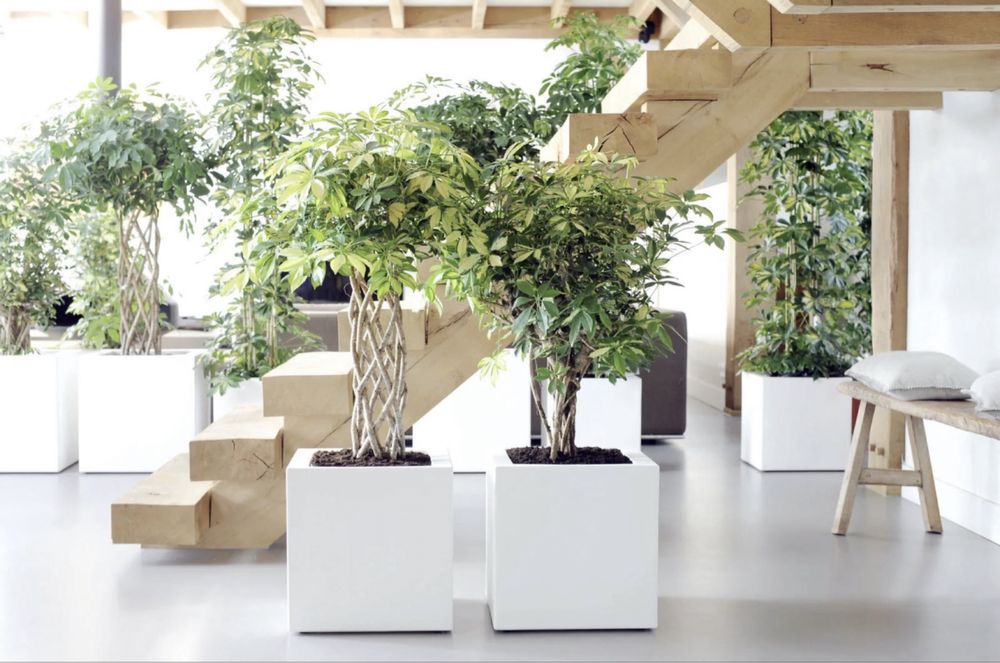 Уход за растениями