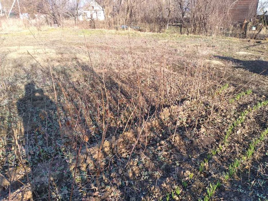 Саженцы - яблони.