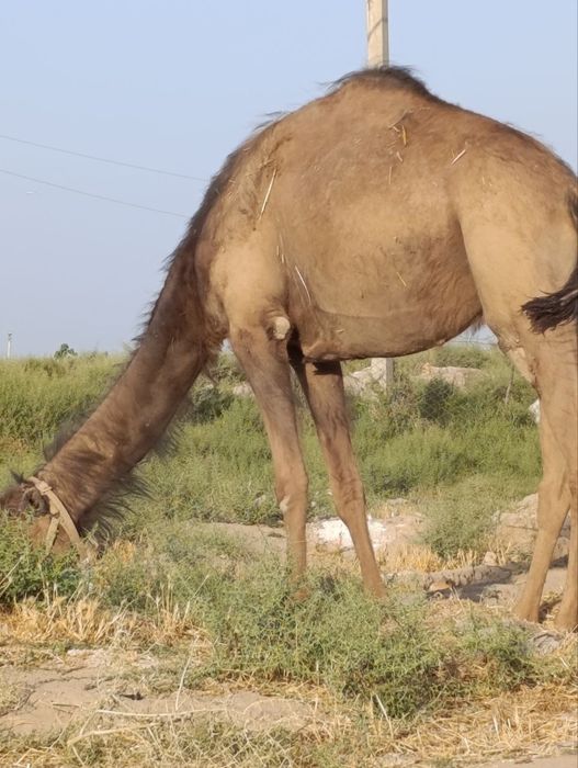 Voyaga etgan ayol va ogil bolalar ortasidagi jinsiy aloqa