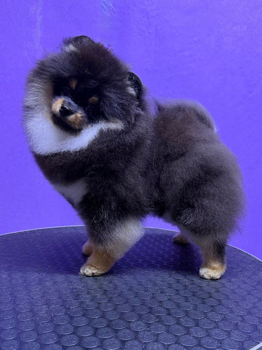 Щенок померанского шпица