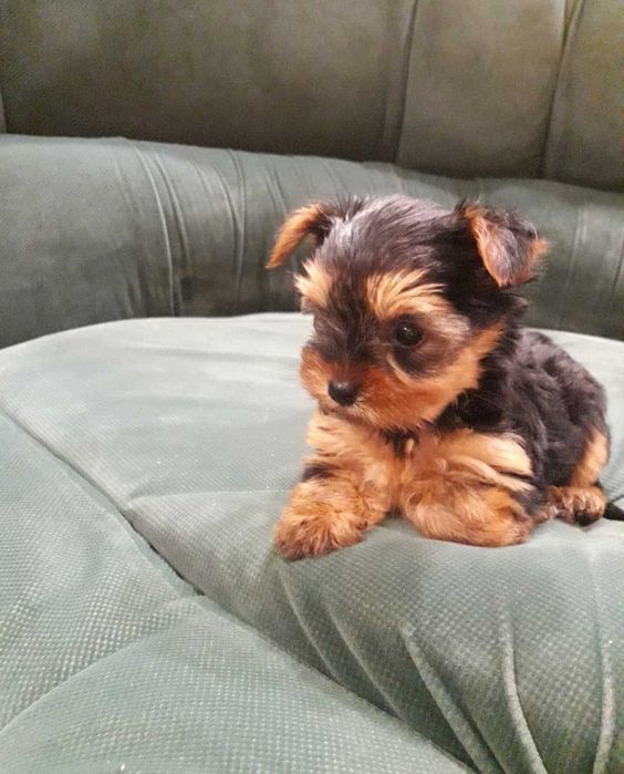 Йоркита/ Йоркита